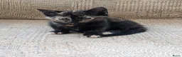 Mixed Breed cats for sale: Home reared kittens - Advert 2