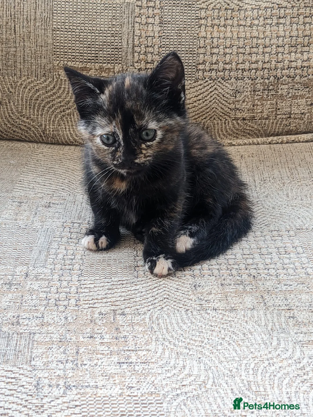 Mixed Breed cats for sale: Home reared kittens - Advert 2