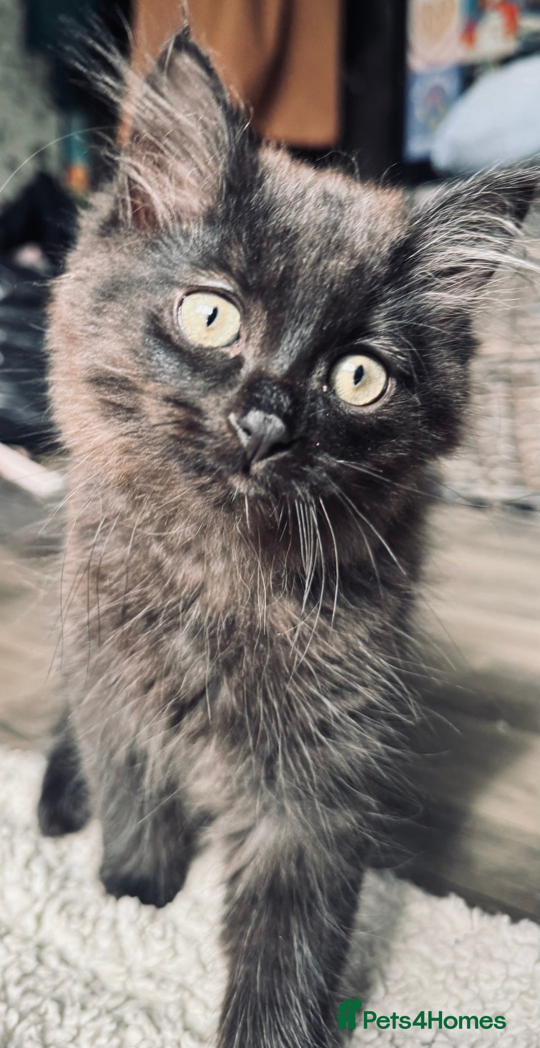 British Longhair cats for sale: Super fluffy kittens READY NOW!!  - Image 3