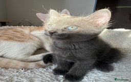 Ragdoll cats for sale: Male kittens  - Image 13