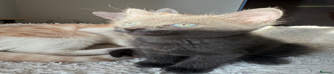 Ragdoll Kitten 3