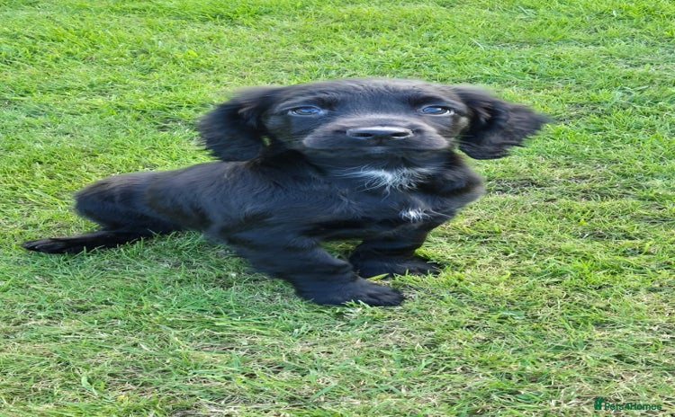 Cocker Spaniel dogs - Advert 12