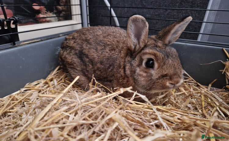 Netherland Dwarf rabbits - Advert 4