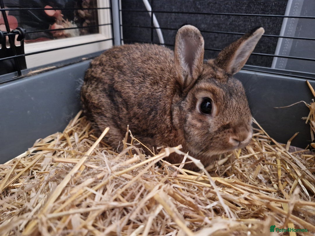 Netherland Dwarf rabbits for sale: Handsome purebred Netherland dwarf boy - Image 1