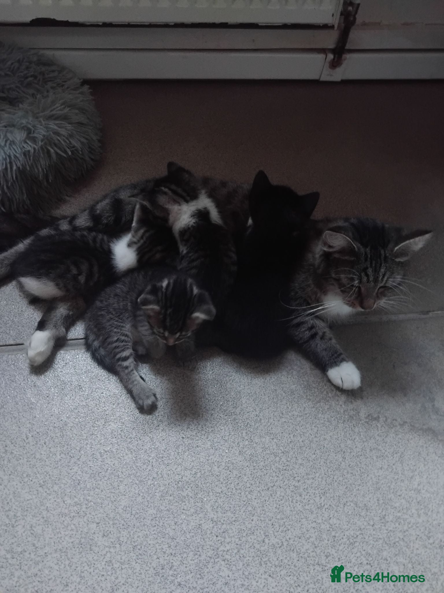 Mixed Breed cats Gorgeous Bengal x kittens for sale. - Advert 5