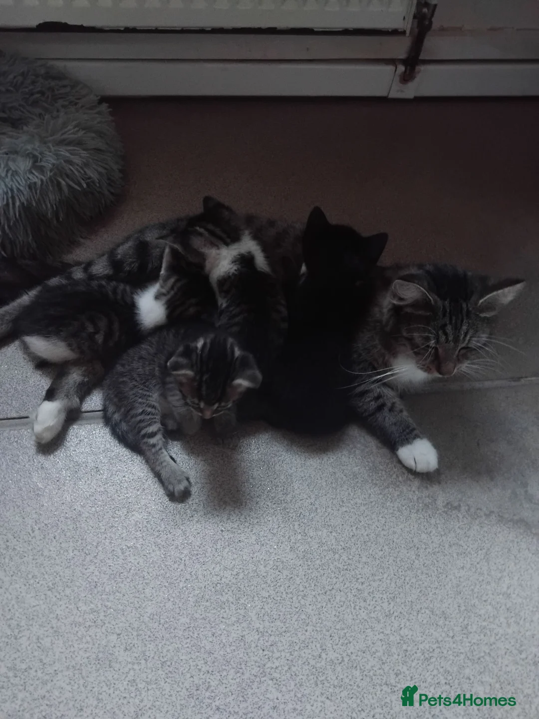 Mixed Breed cats for sale: Gorgeous Bengal x kittens for sale. - Advert 1