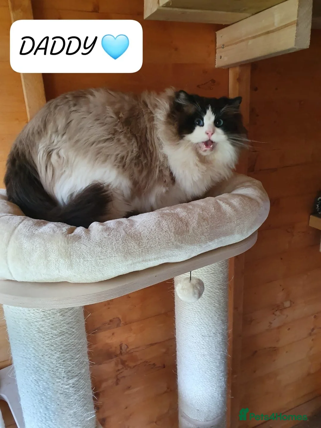Ragdoll cats for sale: 💕 ONLY 2 BEAUTIFUL RAGDOLL GIRLS LEFT  - Advert 6
