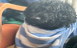 Portuguese Water Dog dogs for sale: ARTSEADOG KC registered Pure Portuguese Waterdogs - Image 28