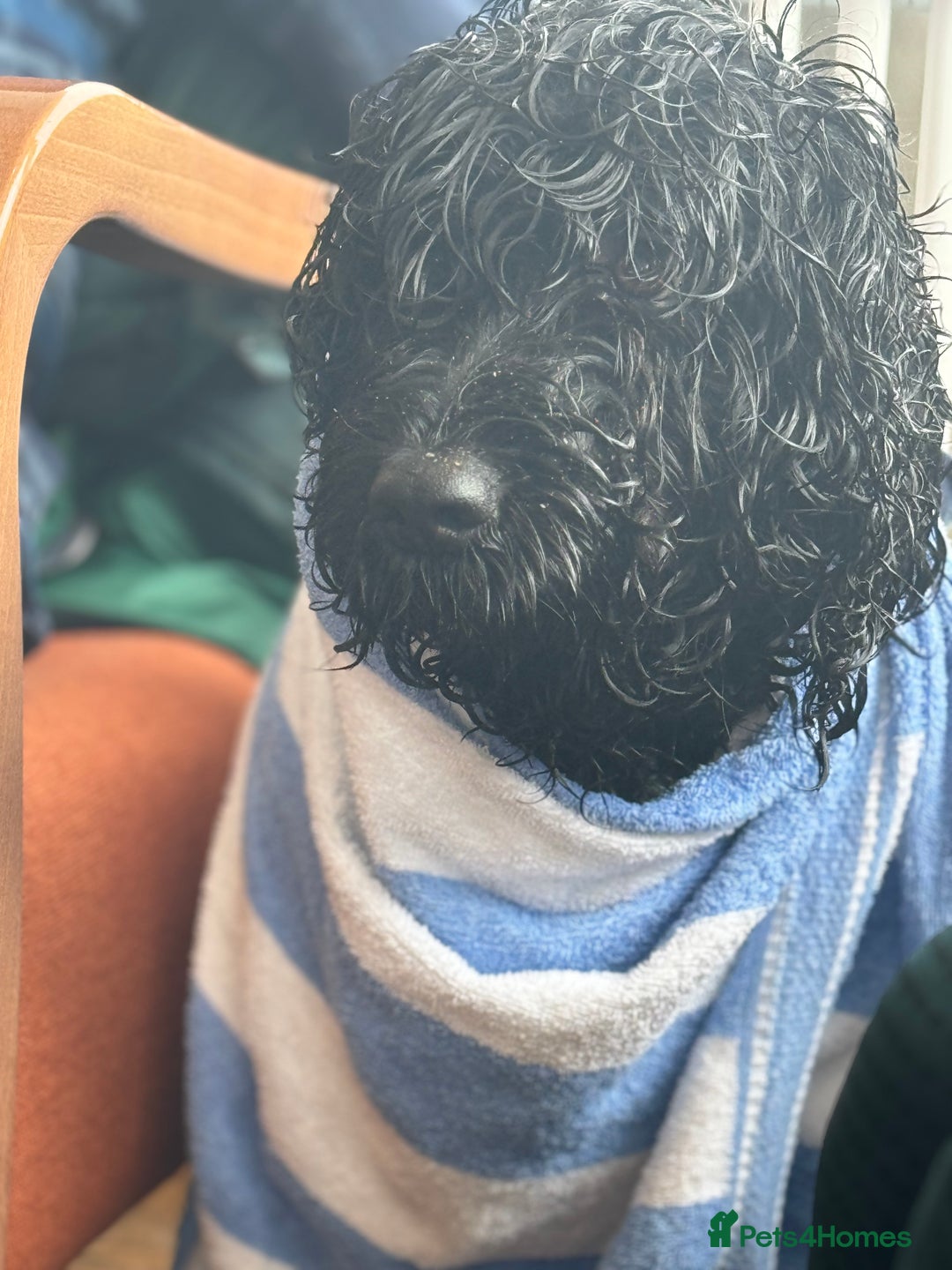 Portuguese Water Dog dogs for sale: ARTSEADOG KC registered Pure Portuguese Waterdogs - Image 28