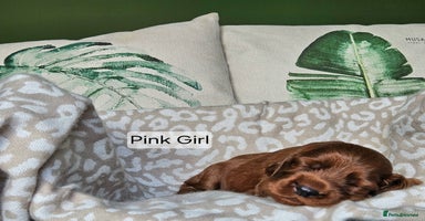 Irish Setter dogs - Advert 4