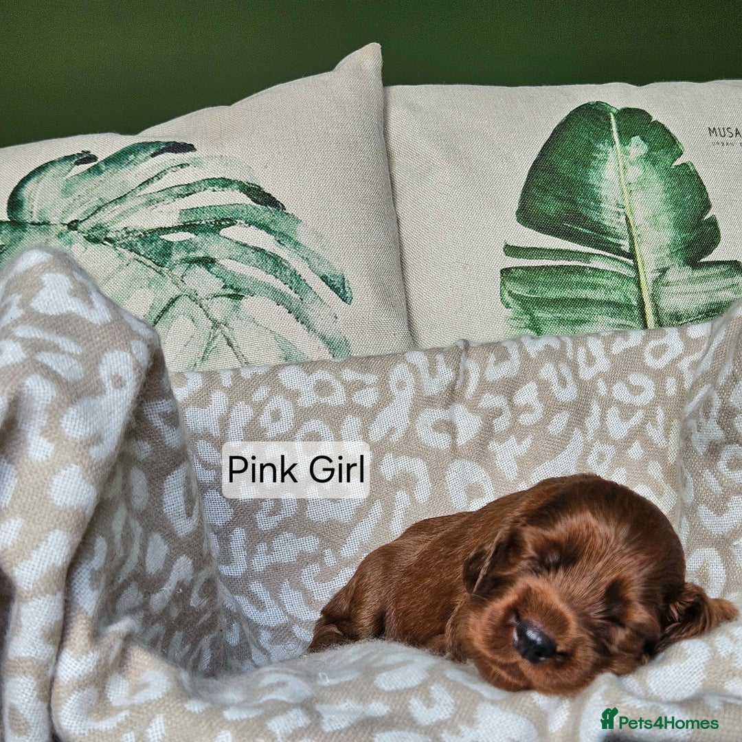 Irish Setter dogs for sale: KC Registered Irish Setter Puppies - Image 3