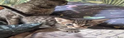 Savannah cats for sale: F3 savannah kittens - Advert 7