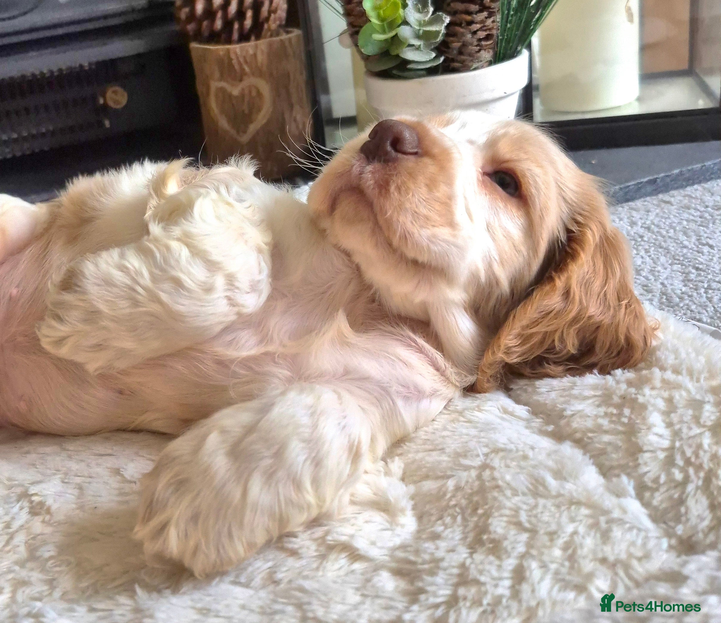 Cocker Spaniel dogs KC Reg,Health Tested, Show Cocker Spaniel Puppies  - Advert 5