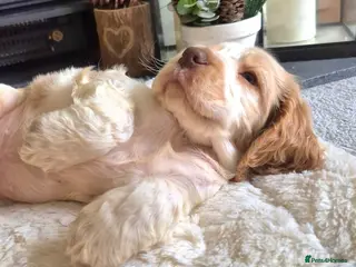 Cocker Spaniel dogs KC Reg,Health Tested, Show Cocker Spaniel Puppies - Advert 5