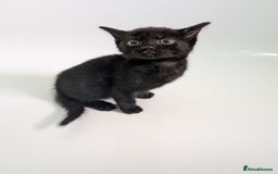 Mixed Breed cats for sale: Gorgeous kittens Cute bundles of mischief - Image 10