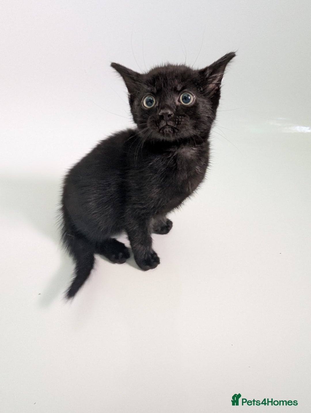 Mixed Breed cats for sale: Gorgeous kittens Cute bundles of mischief - Image 10