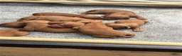 Hungarian Vizsla dogs for sale: Stunning Hungarian Vizsla puppies available  - Advert 6