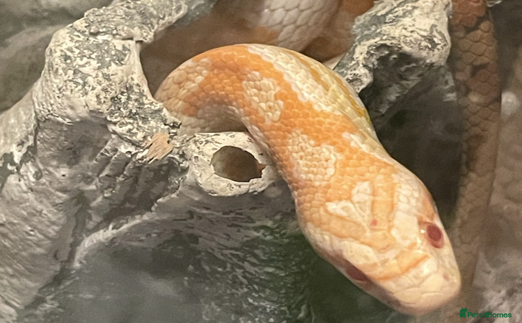 Corn Snake reptiles - Advert 11