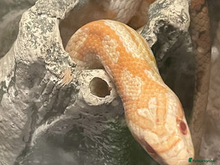 Corn Snake reptiles - Advert 4