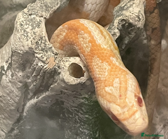 Corn Snake reptiles - Advert 3
