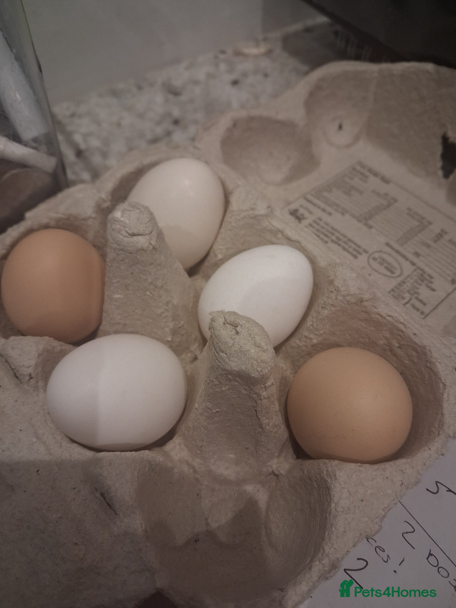 Chickens poultry Polish, Silkie and Pekin bantam Hatching Eggs  - Advert 1