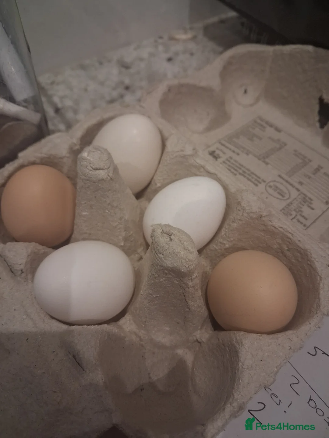 Chickens poultry for sale: Polish, Silkie and Pekin bantam Hatching Eggs  in Matlock - Advert 1