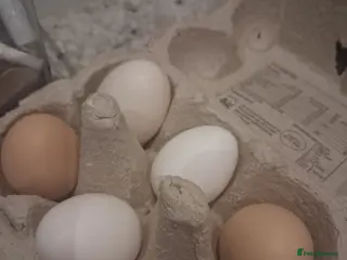 Chickens poultry Polish, Silkie and Pekin bantam Hatching Eggs - Advert 1