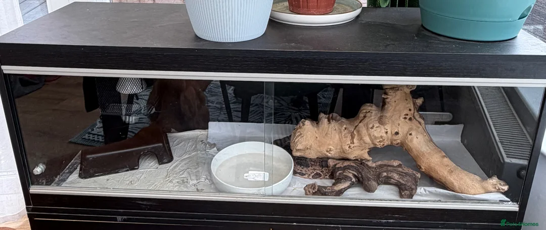 Boa Snake reptiles for sale: Leopard boa in Peterborough - Advert 2