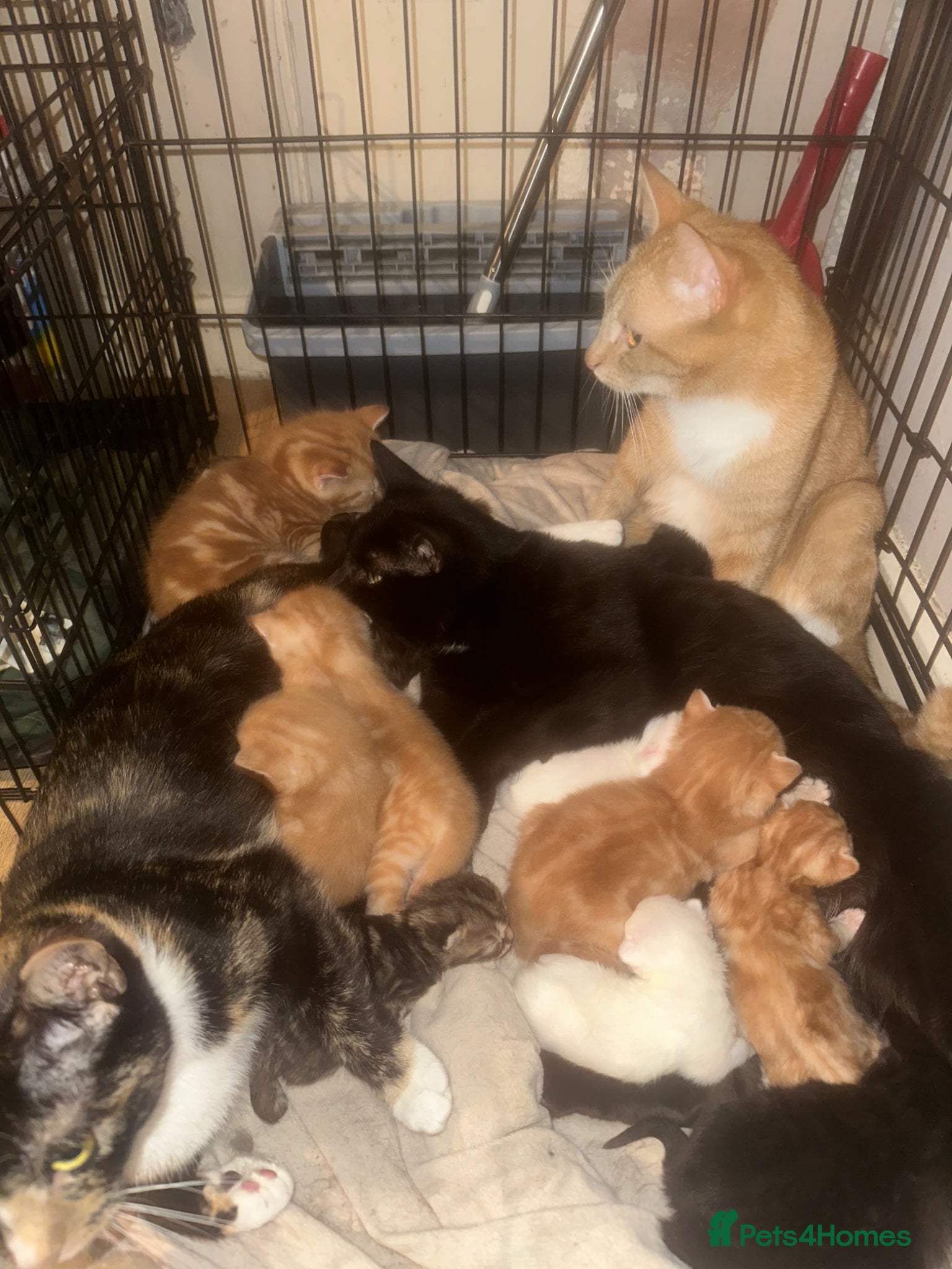 Mixed Breed cats Baby’s need a new loving home  - Advert 2