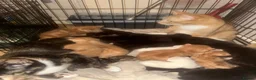 Mixed Breed cats for sale: Baby’s need a new loving home  - Advert 1