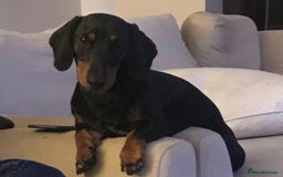 Dachshund dogs for stud: Lovely Tomos Black & Tan Dachshund For Stud in Redhill - Image 1