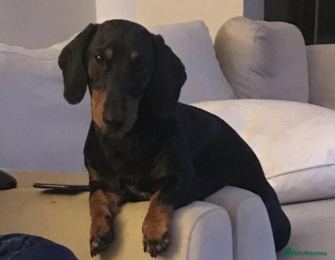 Dachshund dogs for stud: Lovely Tomos Black & Tan Dachshund For Stud in Redhill - Image 1