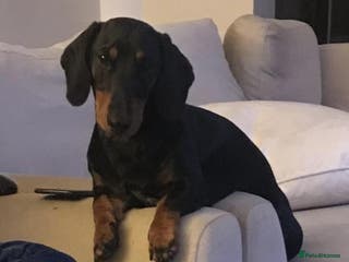 Dachshund dogs Lovely Tomos Black & Tan Dachshund For Stud in Redhill - Advert 2