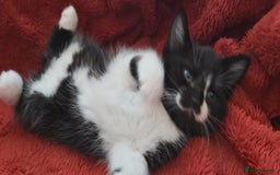 British Shorthair cats for sale: British short hair kittens  - Image 13