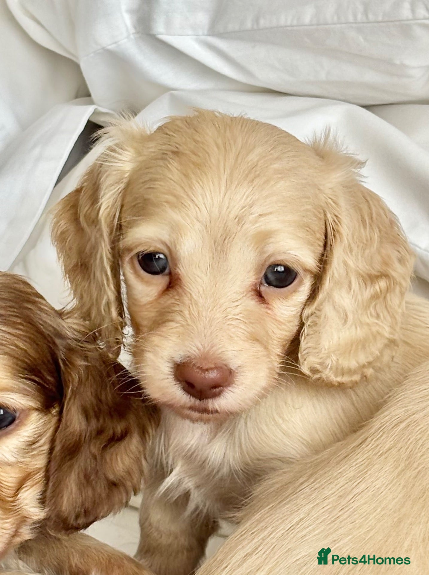 Miniature Dachshund dogs 🐶 Cream Mini Longhaired Dachshunds KC reg/PRA 🐶  - Advert 1