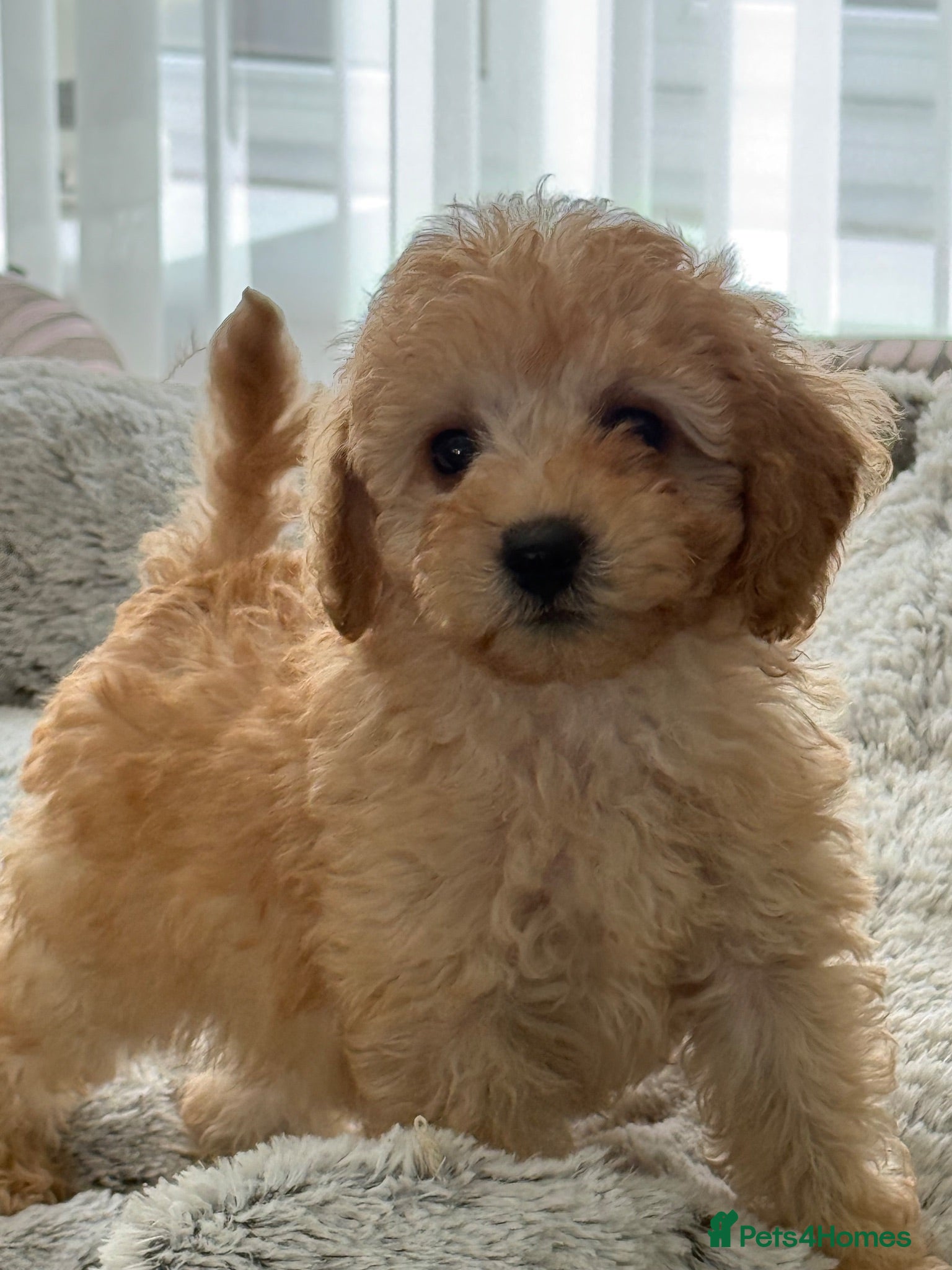 Toy Poodle dogs DNA CLEAR MOM AND DAD/ MOM IS KC registered - Advert 2