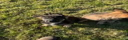 German Shepherd dogs for sale: Pure bred Straight Back German Shepherds - Advert 5