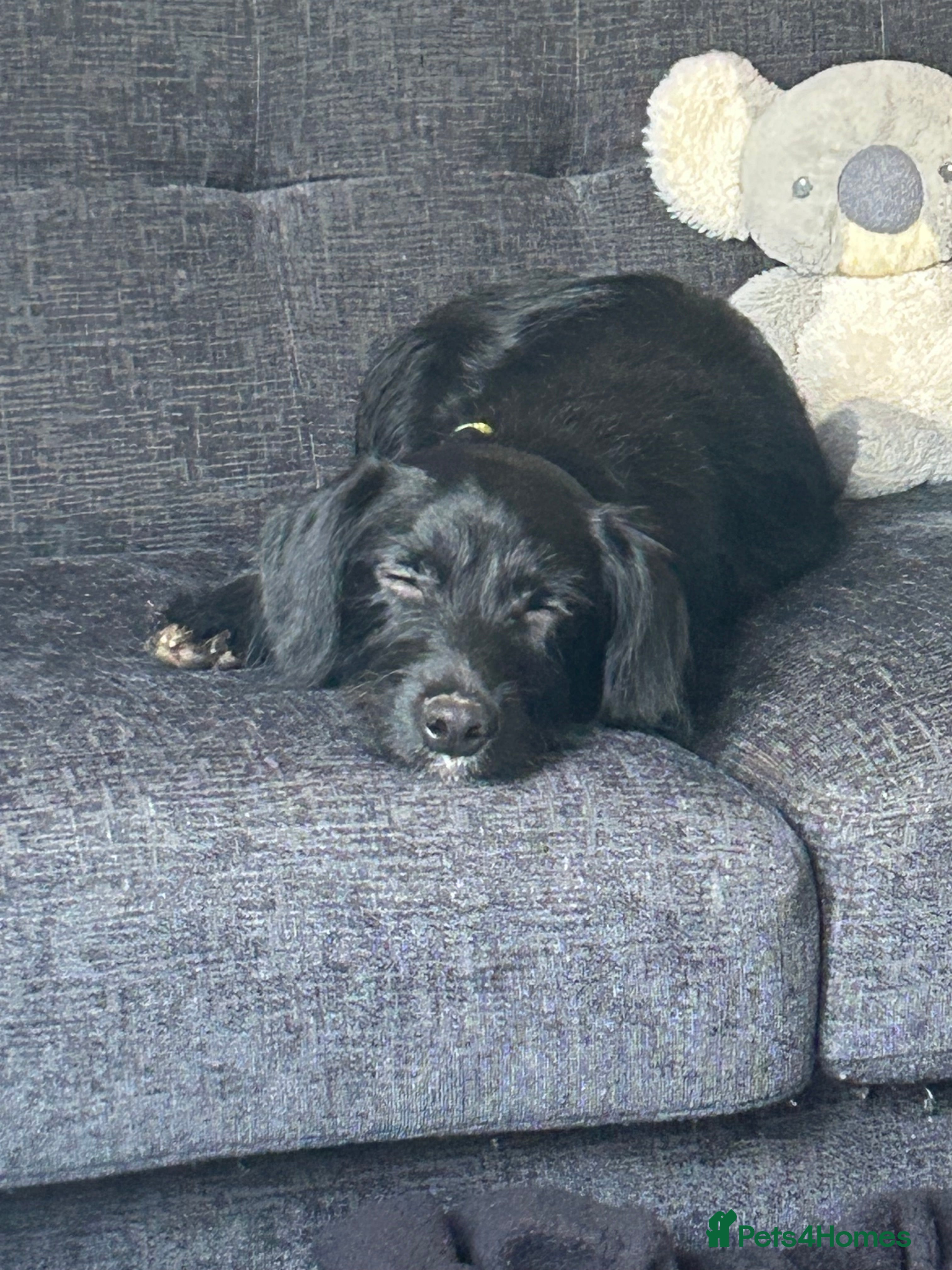 Mixed Breed dogs Daisy - Advert 8