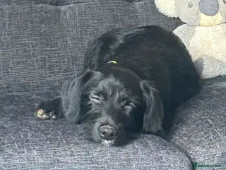 Mixed Breed dogs Daisy - Advert 5