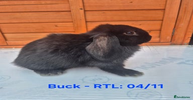 Mini Lop rabbits - Advert 14