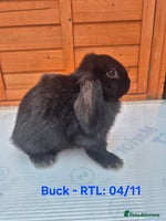 Mini Lop rabbits - Advert 3