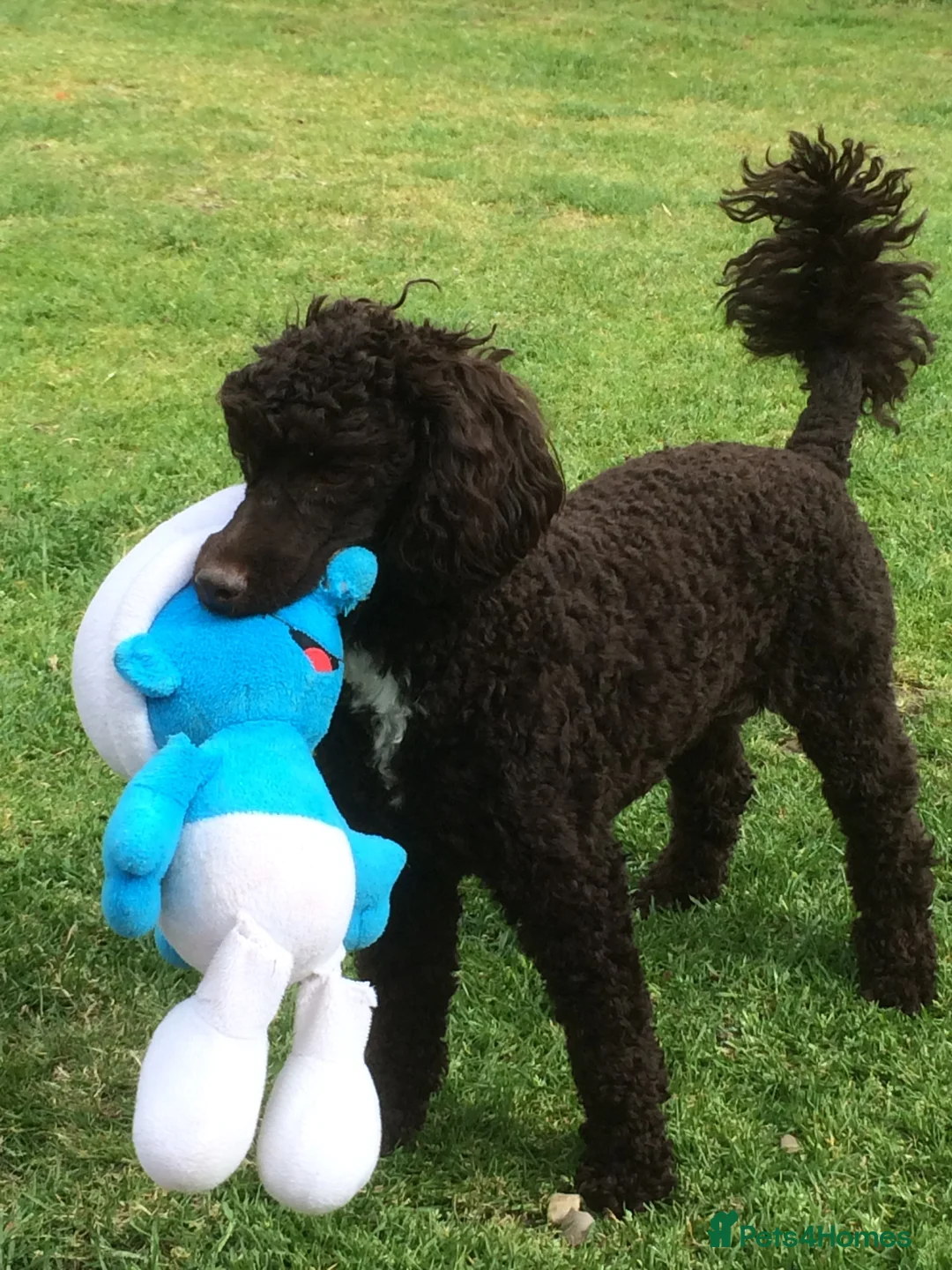Miniature Poodle dogs for stud: Miniture Poodle for stud - SHORT NOTICE AVAILABLE in Coalville - Advert 15