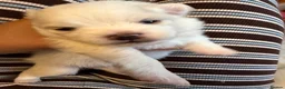 Pomeranian dogs for sale: 4 beautiful white Pomeranian boys  in Gloucester - Advert 6