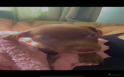 Mixed Breed dogs for sale: Female pit/cane corse mix - Image 2