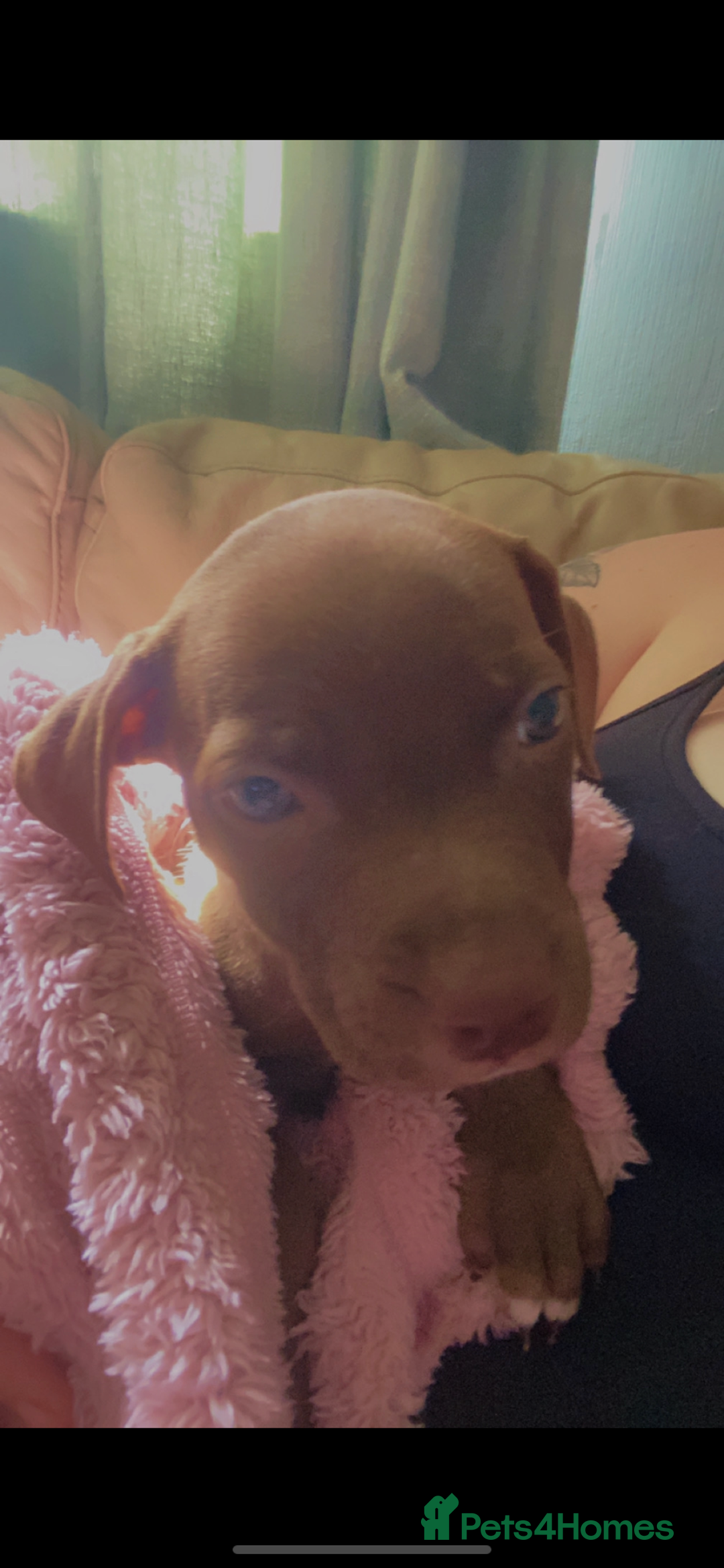 Mixed Breed dogs for sale: Female pit/cane corse mix - Image 2