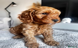 Cockapoo dogs for sale: Beautiful Cockapoo F2 puppies  - Image 23