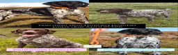 German Shorthaired Pointer dogs for sale: Stunning example of KC German Shorthaired Pointers in Tredegar - Advert 2