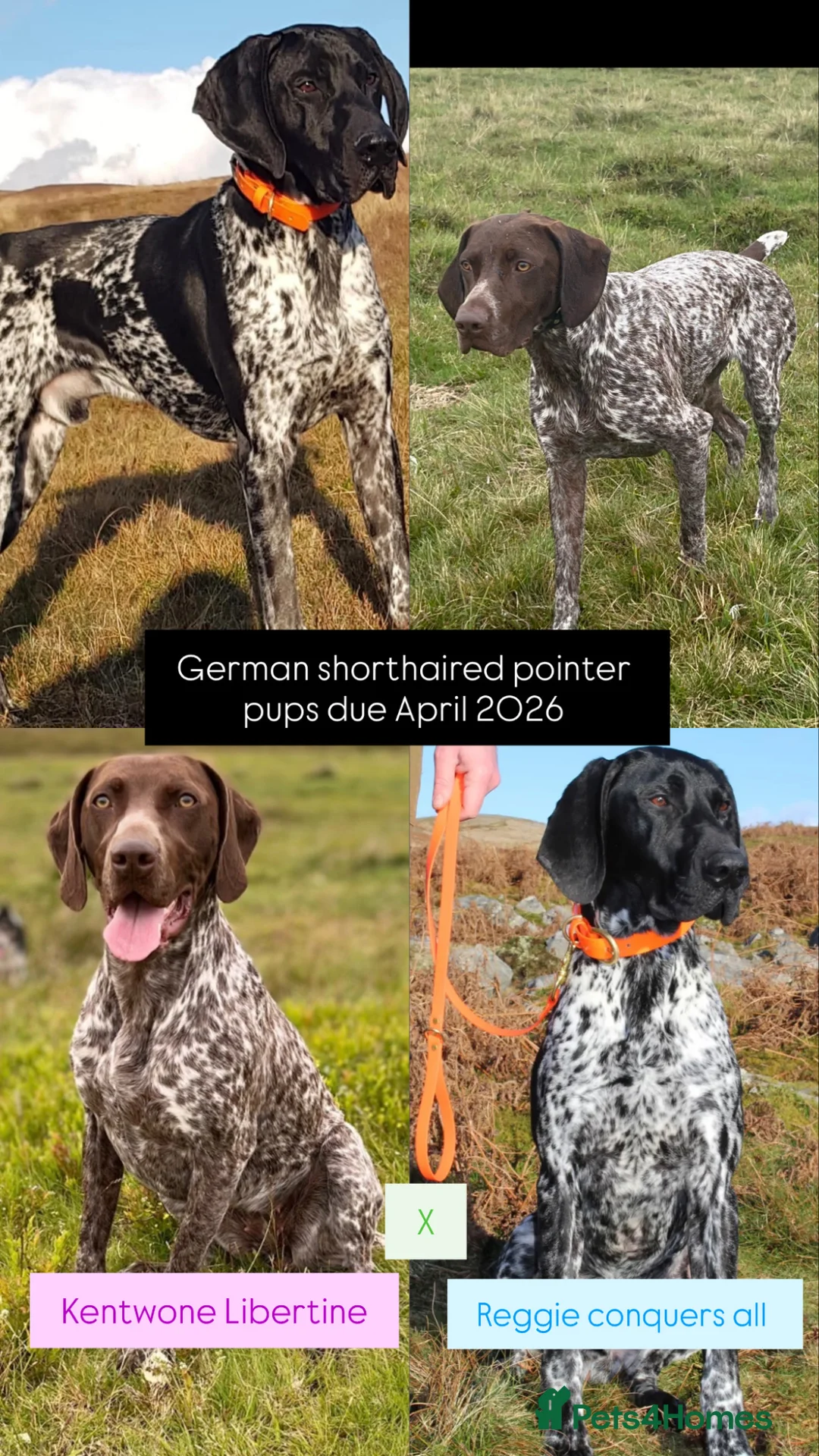 German Shorthaired Pointer dogs for sale: Stunning example of KC German Shorthaired Pointers in Tredegar - Advert 2