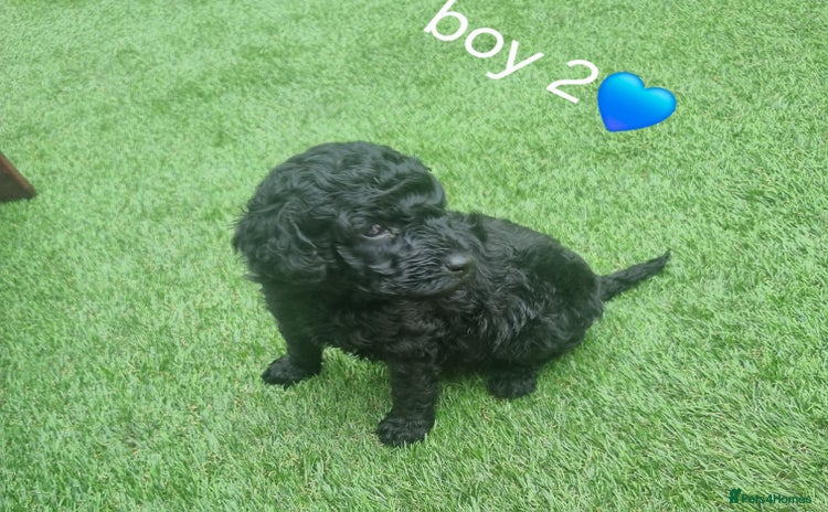 Miniature Poodle dogs - Advert 5