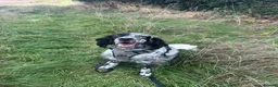 English Setter dogs for adoption: MARCO - Advert 6